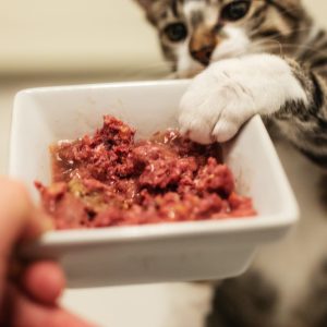 Menú completo Ecológico Vacuno Gato