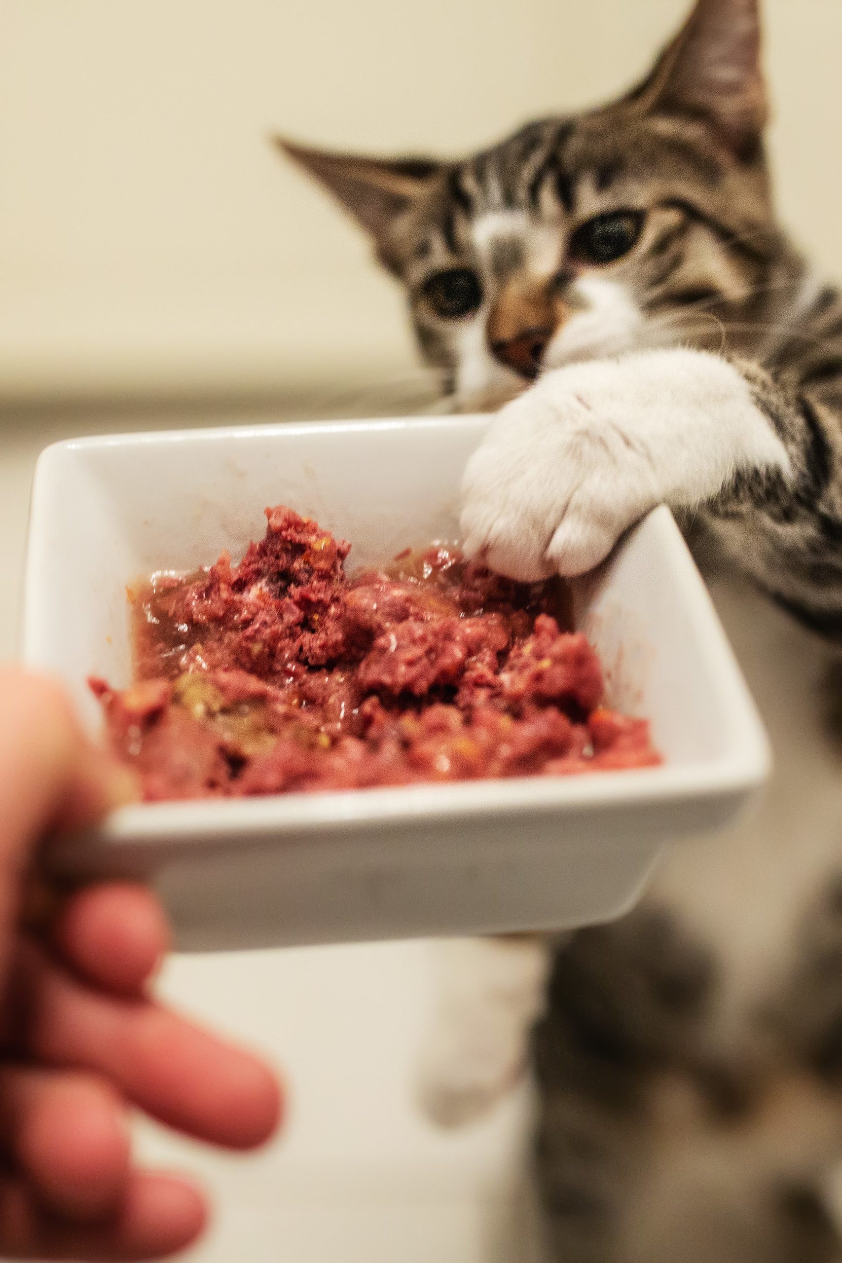 Menú completo Ecológico Vacuno Gato